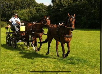Freiberger, Gelding, 18 years, 16.1 hh, Bay-Dark