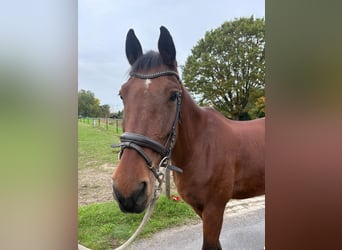 Freiberger, Gelding, 18 years, 16,1 hh, Bay-Dark