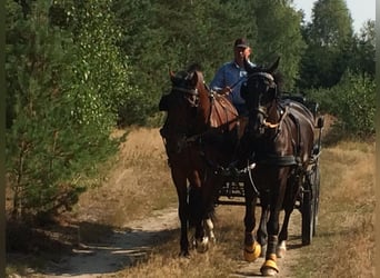 Freiberger, Gelding, 18 years, 16,1 hh, Bay-Dark