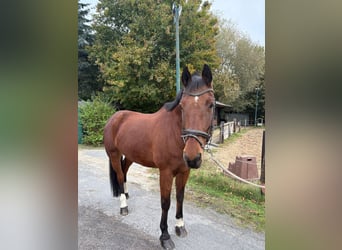 Freiberger, Gelding, 18 years, 16,1 hh, Bay-Dark