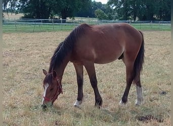 Freiberger, Gelding, 1 year, 15.2 hh, Bay-Dark