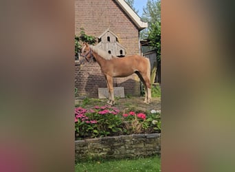 Freiberger, Gelding, 1 year, 15,2 hh, Chestnut-Red