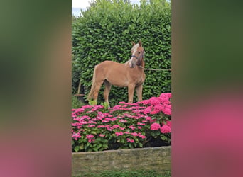 Freiberger, Gelding, 1 year, 15.2 hh, Chestnut-Red