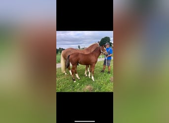 Freiberger, Gelding, 1 year, 15.3 hh, Brown