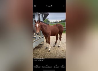 Freiberger, Gelding, 1 year, 15.3 hh, Brown