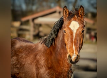Freiberger, Gelding, 1 year, 15.3 hh, Brown