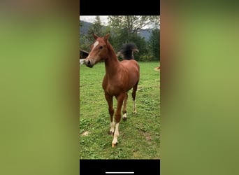 Freiberger, Gelding, 1 year, 15.3 hh, Brown
