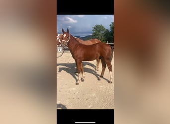 Freiberger, Gelding, 1 year, 15.3 hh, Brown