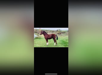 Freiberger, Gelding, 1 year, 15.3 hh, Brown