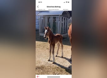 Freiberger, Gelding, 1 year, 15.3 hh, Brown