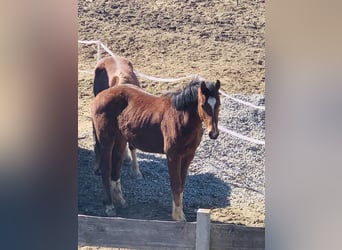Freiberger, Gelding, 1 year, 15.3 hh, Brown