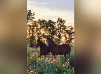 Freiberger, Gelding, 1 year, Brown