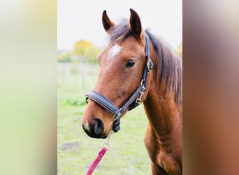 Freiberger, Gelding, 1 year