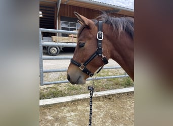 Freiberger, Gelding, 1 year