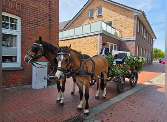 Freiberger, Gelding, 20 years, 14.2 hh, Brown