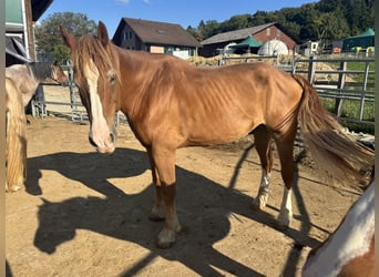 Freiberger, Gelding, 21 years, Chestnut-Red