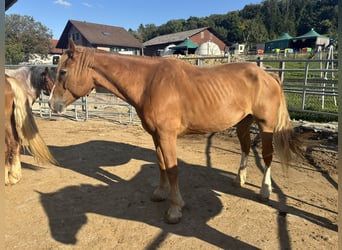 Freiberger, Gelding, 21 years, Chestnut-Red