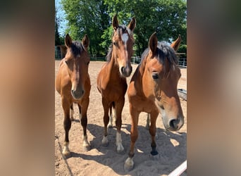 Freiberger, Gelding, 2 years, 15,2 hh, Brown