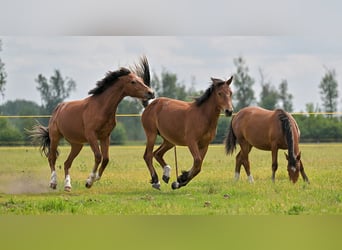 Freiberger, Gelding, 2 years, Brown