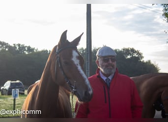 Freiberger, Gelding, 3 years, 14,3 hh, Brown