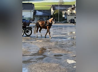 Freiberger, Gelding, 3 years, 15.1 hh, Brown