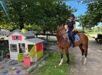 Freiberger, Gelding, 3 years, 15.1 hh, Brown Freiberger, Gelding, 3 years, 15.1 hh, Brown