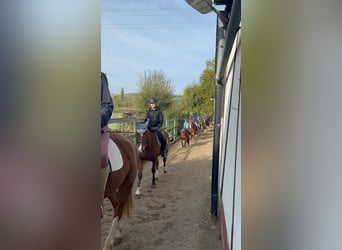 Freiberger, Wallach, 3 Jahre, 15,1 hh, Brauner