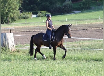 Freiberger, Gelding, 3 years, 15,1 hh, Brown