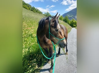 Freiberger, Gelding, 3 years, 15.1 hh, Can be white