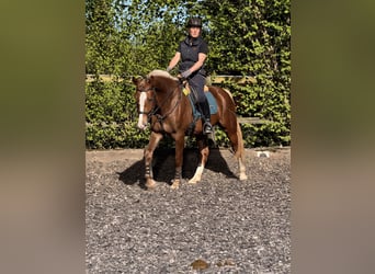 Freiberger, Gelding, 3 years, 15.1 hh, Chestnut