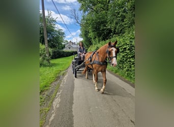 Freiberger, Gelding, 3 years, 15.1 hh, Chestnut-Red