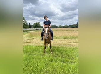 Freiberger, Gelding, 3 years, 15.1 hh, Chestnut-Red