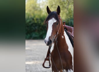Freiberger Mix, Gelding, 3 years, 15.1 hh, Pinto