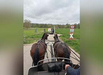 Freiberger, Gelding, 3 years, 15.2 hh, Bay-Dark
