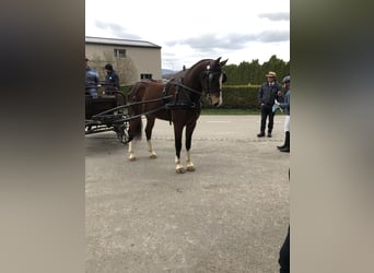 Freiberger, Gelding, 3 years, 15.2 hh, Bay-Dark