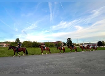 Freiberger, Gelding, 3 years, 15.2 hh, Brown