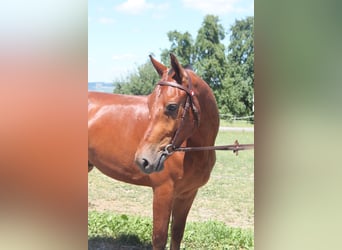 Freiberger, Gelding, 3 years, 15.2 hh, Brown
