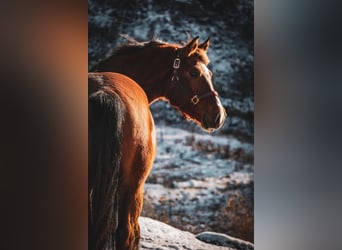 Freiberger, Gelding, 3 years, 15,2 hh, Brown