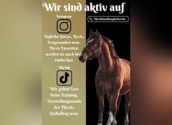 Freiberger, Gelding, 3 years, 15,2 hh, Brown