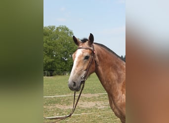 Freiberger, Gelding, 3 years, 15.2 hh, Can be white Freiberger, Gelding, 3 years, 15.2 hh, Can be white