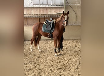 Freiberger, Gelding, 3 years, 15.2 hh, Chestnut
