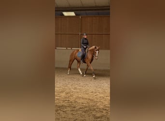 Freiberger, Gelding, 3 years, 15.2 hh, Chestnut