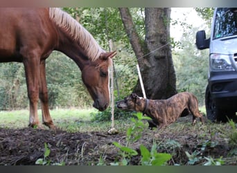 Freiberger, Gelding, 3 years, 15.2 hh, Chestnut