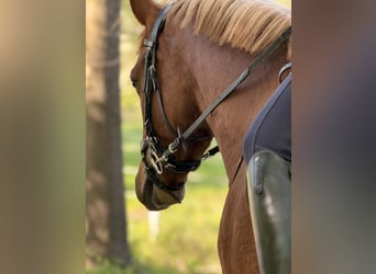 Freiberger, Gelding, 3 years, 15.2 hh, Chestnut
