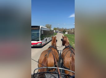 Freiberger, Gelding, 3 years, 15.2 hh, Chestnut-Red
