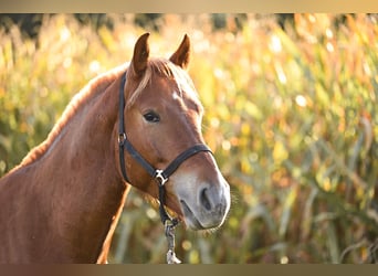 Freiberger, Gelding, 3 years, 15.2 hh, Chestnut-Red