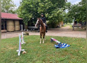 Freiberger, Gelding, 3 years, 15.2 hh, Chestnut-Red Freiberger, Gelding, 3 years, 15.2 hh, Chestnut-Red