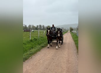 Freiberger, Gelding, 3 years, 15.3 hh, Bay-Dark