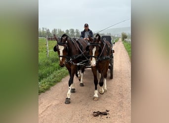 Freiberger, Gelding, 3 years, 15.3 hh, Bay-Dark