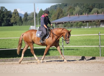 Freiberger, Gelding, 3 years, 15.3 hh, Chestnut-Red
